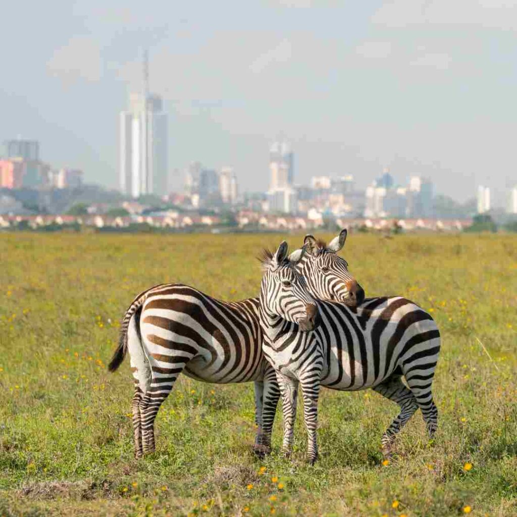 nairobi national park