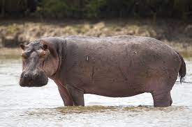 hippo