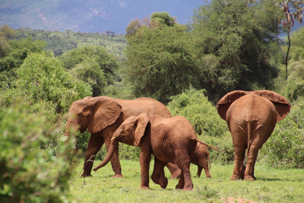 elephants