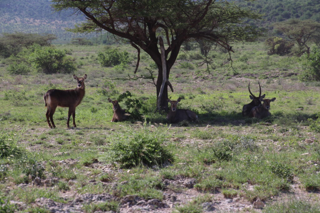 ole pejeta