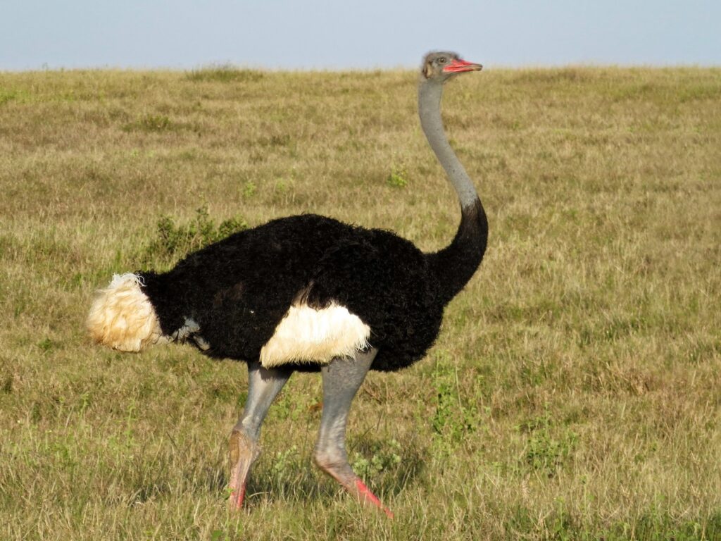 masaai ostrich