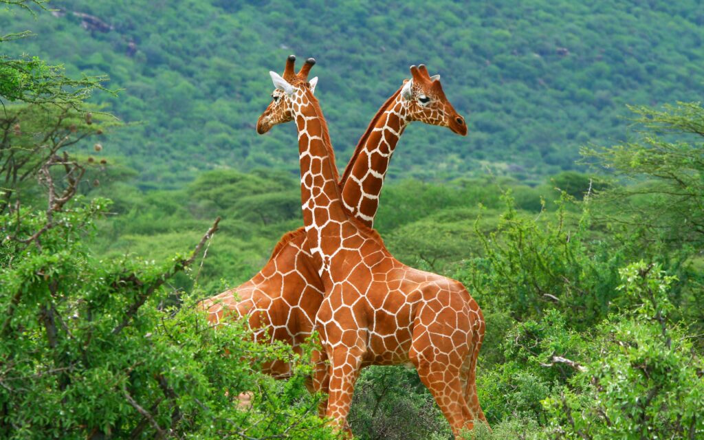 reticulated giraffes