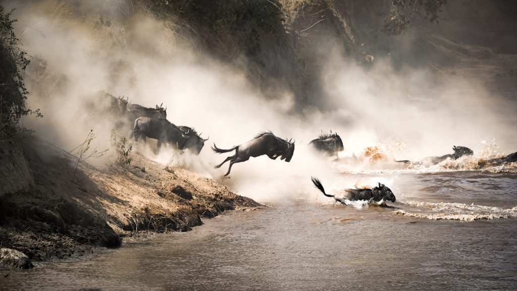 wildebeest