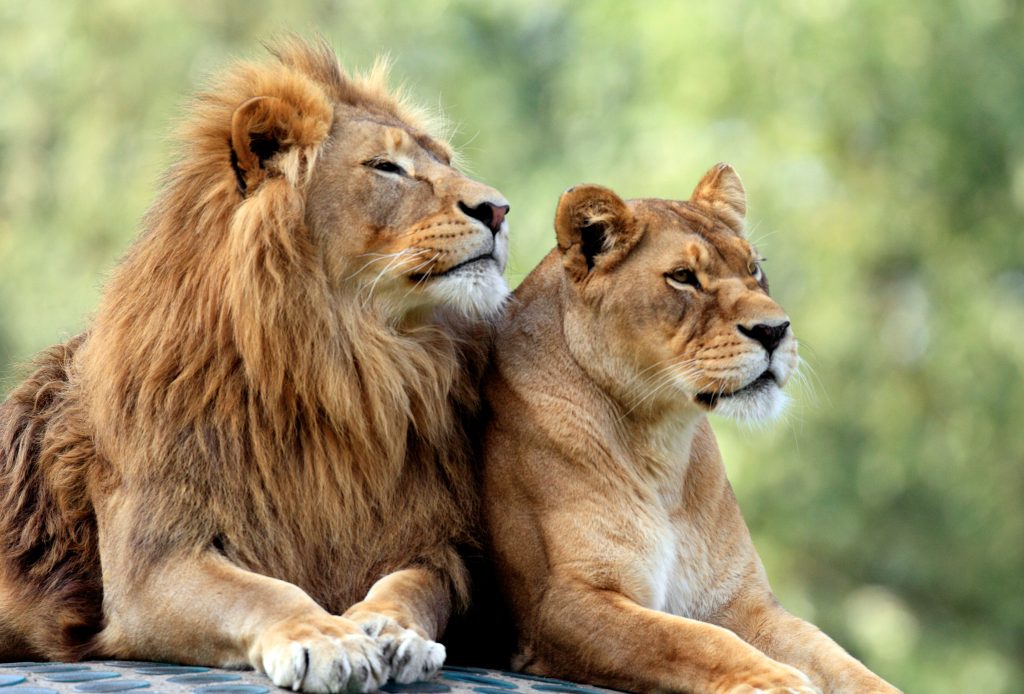 lion couple