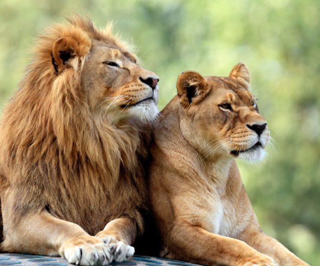 lion couple