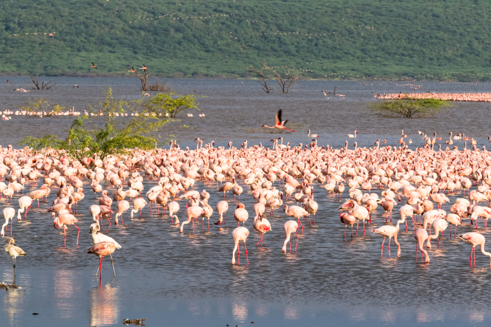 lake baringo
