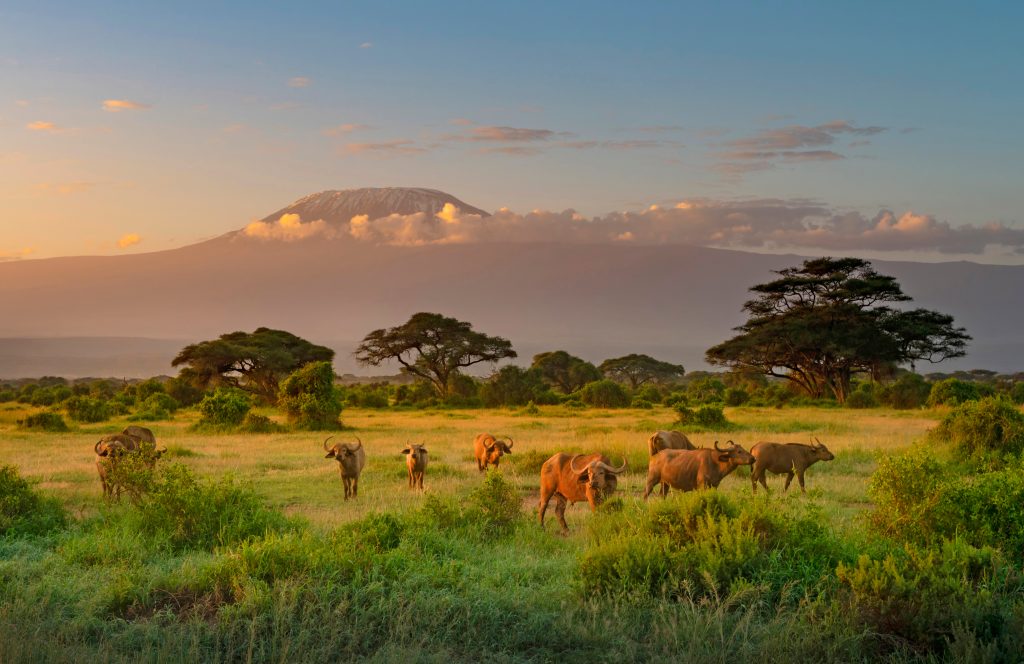 kilimanjaro