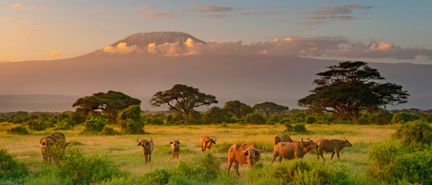 kilimanjaro