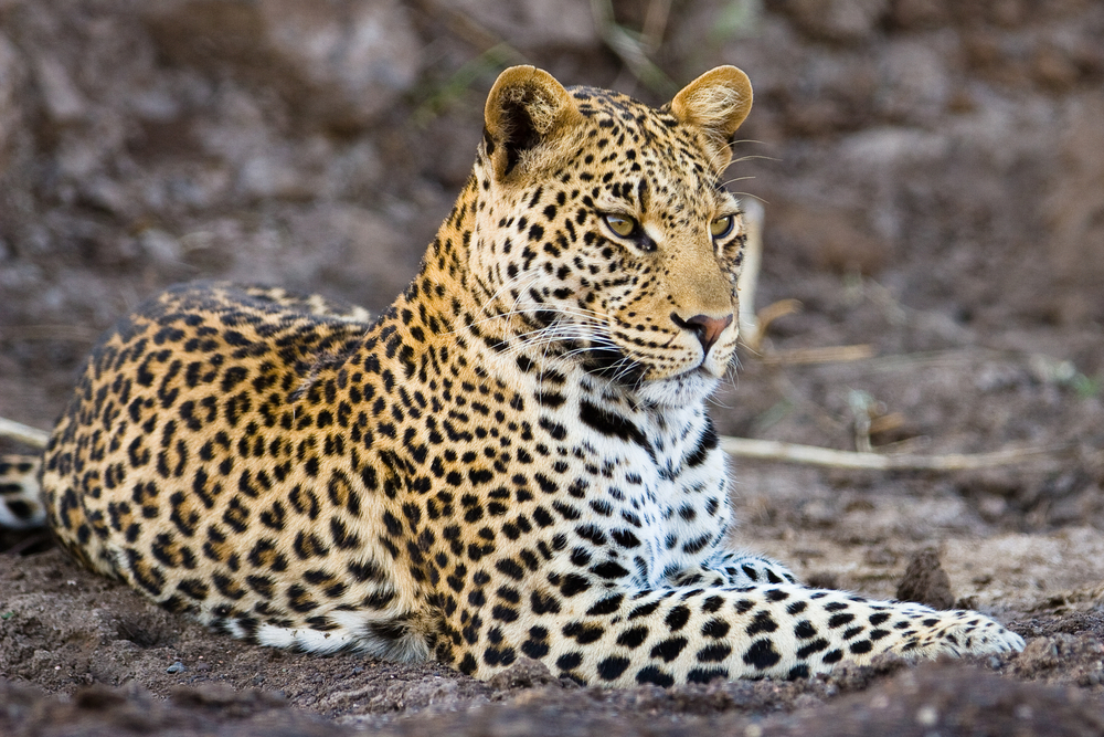 african leopard