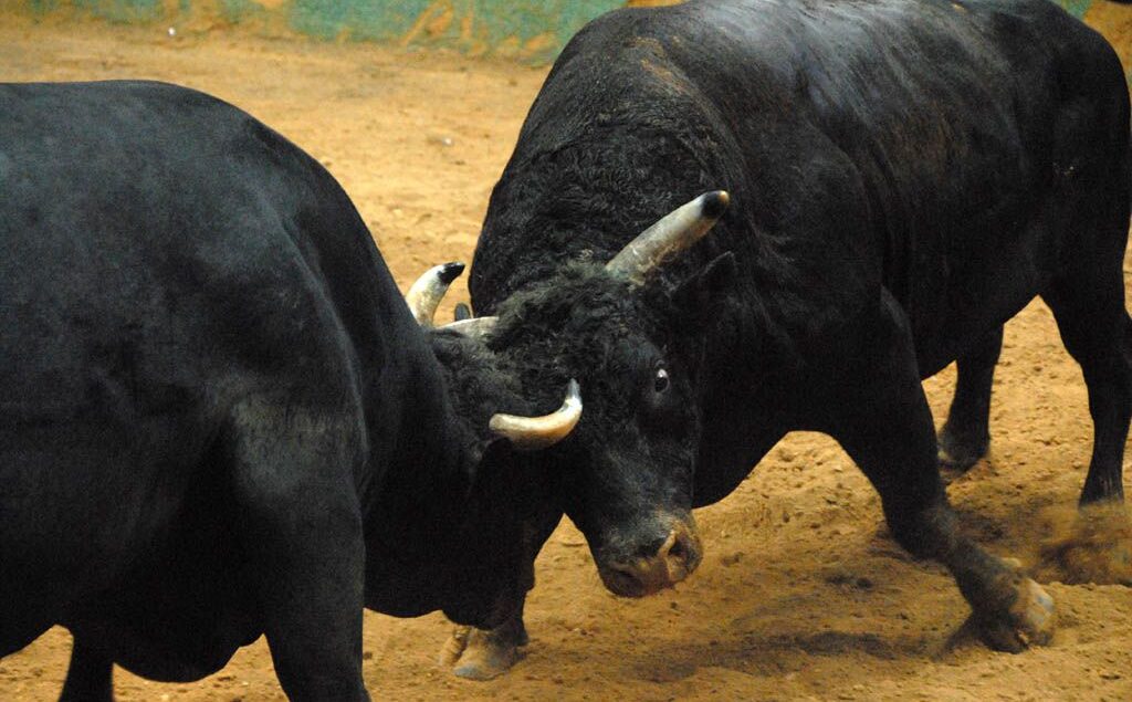 bull fighting