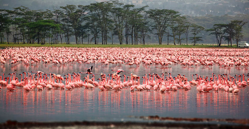 flamingoes