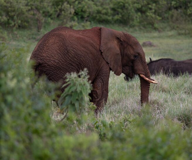elephant