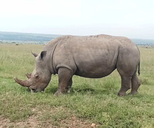rhino