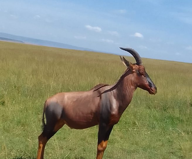 water buck