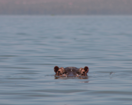 hippo