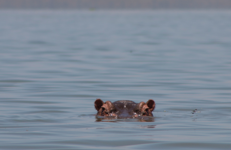 hippo