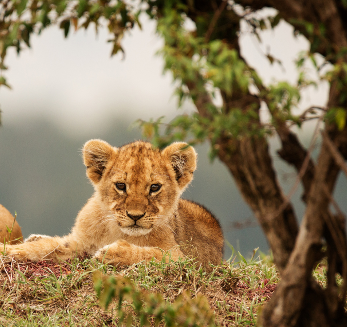 masai mara