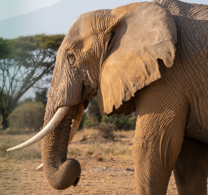 amboseli