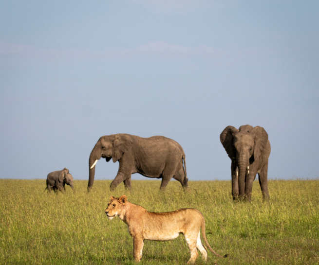 meru national park