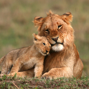 lion and cub