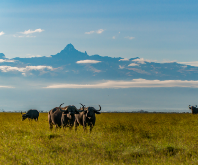 Mt Kenya