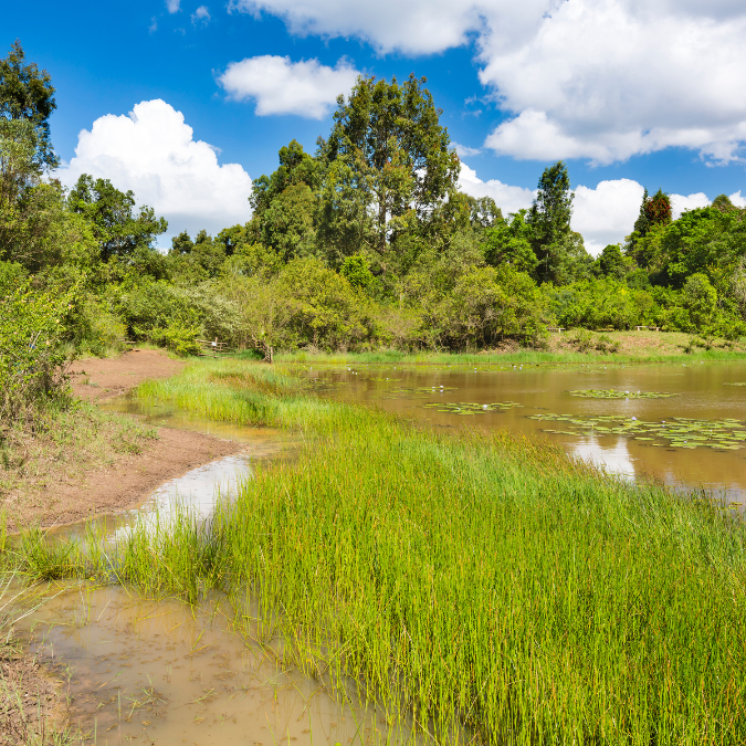 Karura Forest