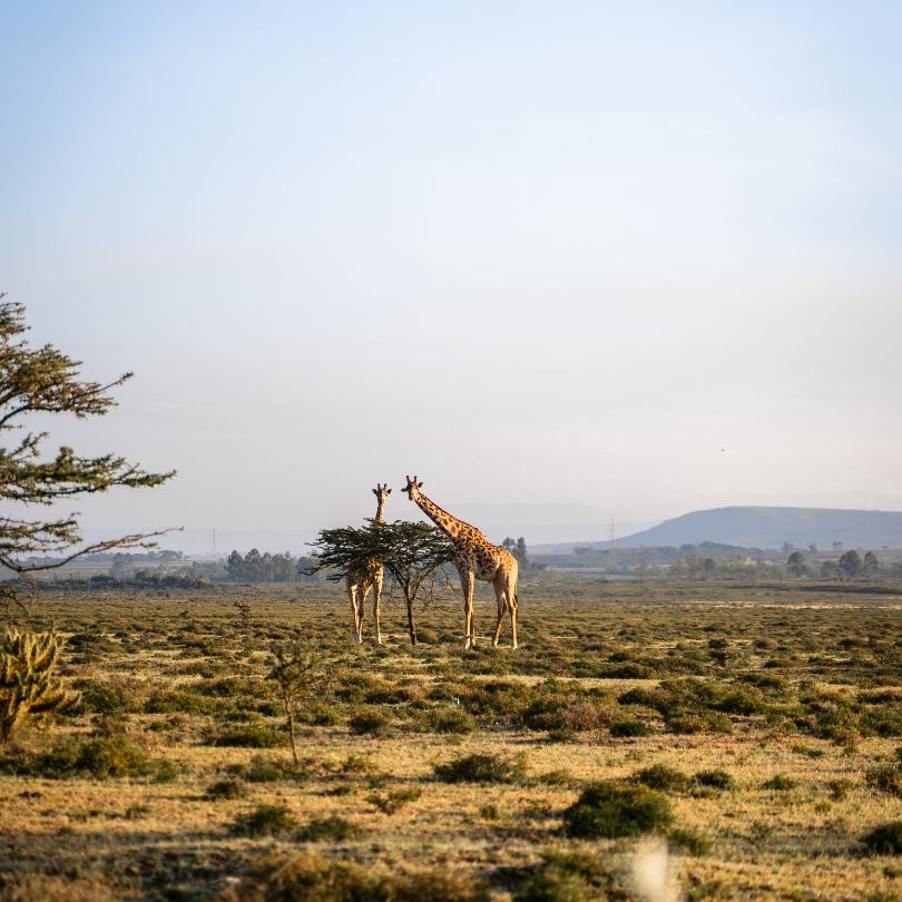 mt longonot