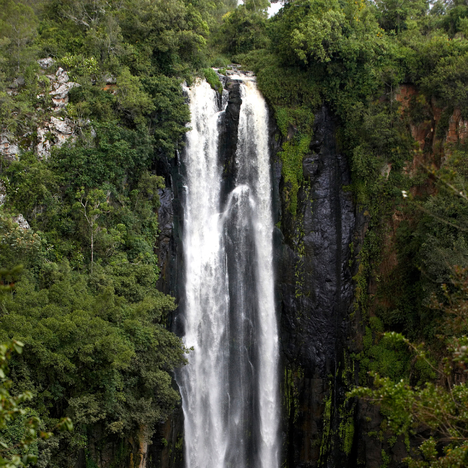 kaura forest