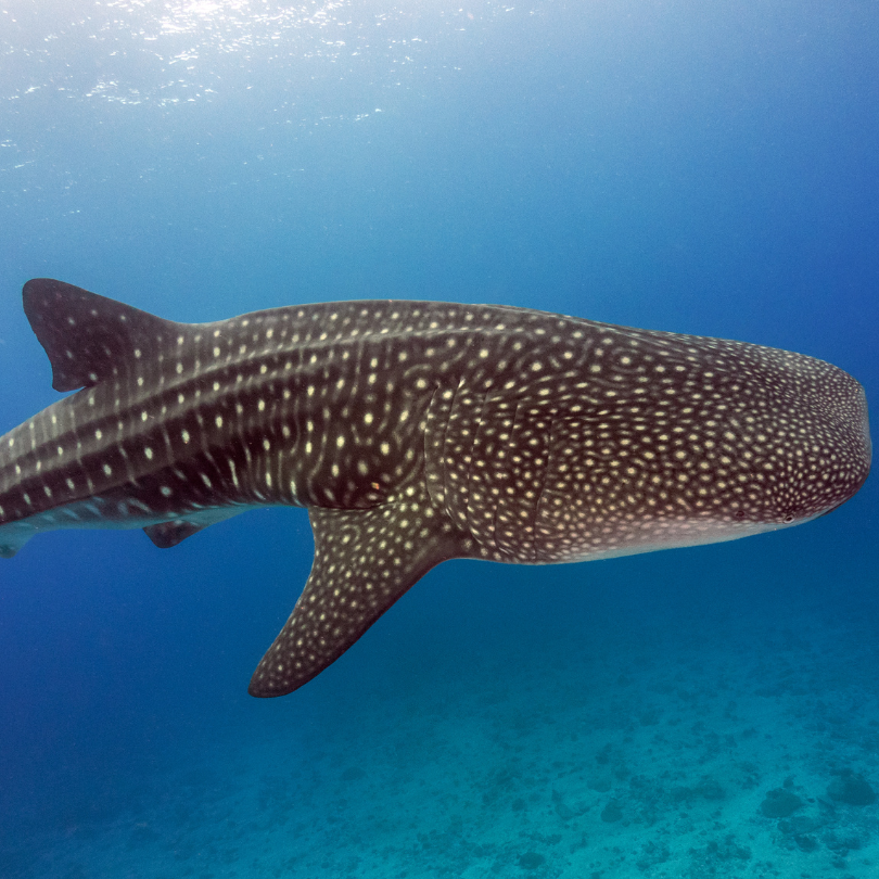 whale shark