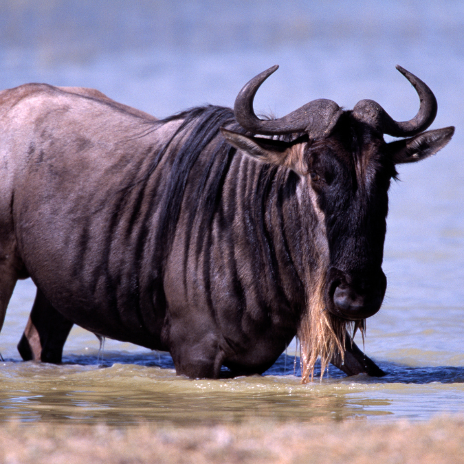 wildebeest