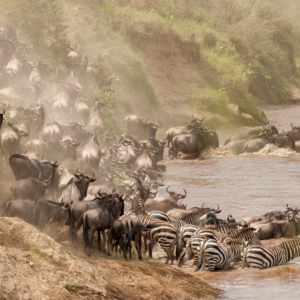 wildebeest migration