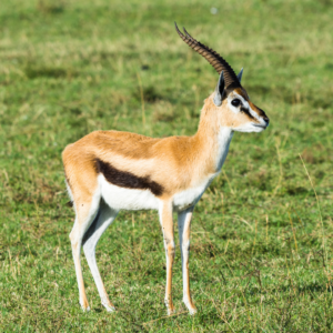 gazelle