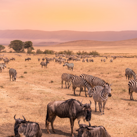 maasai mara