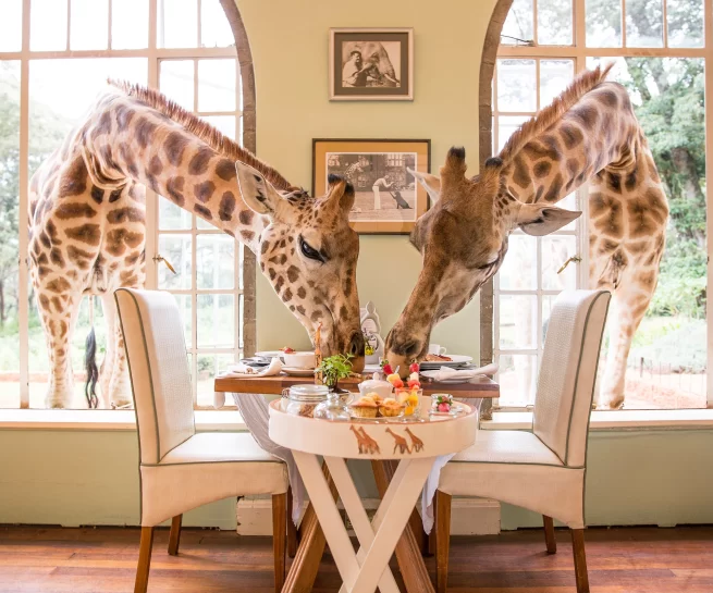 giraffe manor